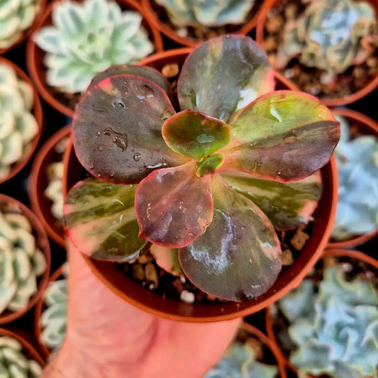 Echeveria ’Prima Donna’ variegada