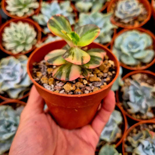 Echeveria ’Prima Donna’ variegada