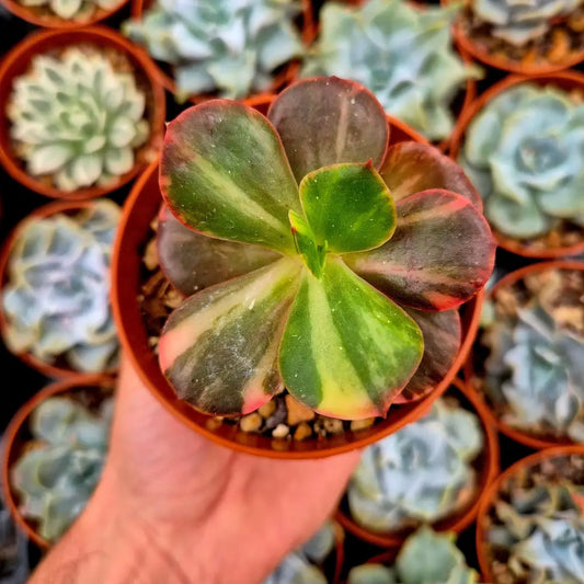 Echeveria ’Prima Donna’ variegada