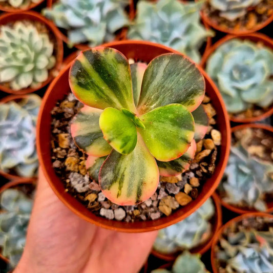 Echeveria ’Prima Donna’ variegada