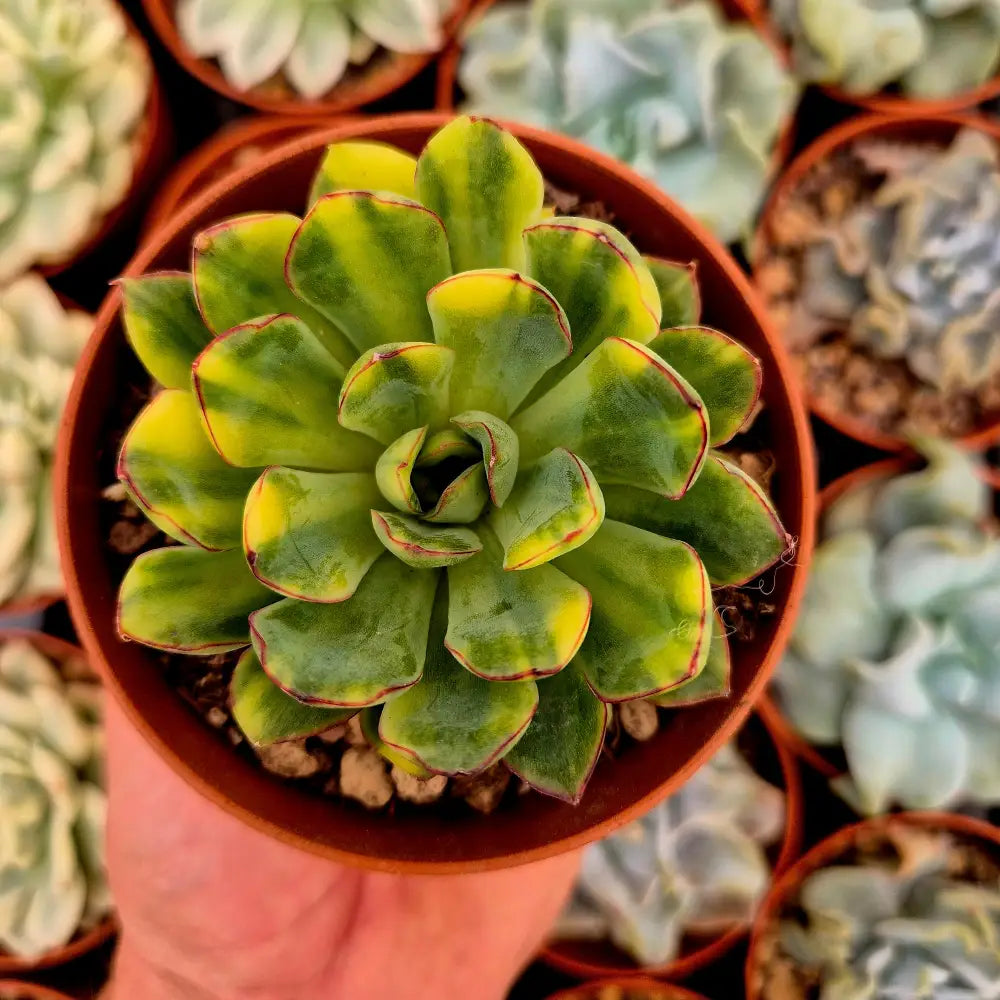 Echeveria pulidonis variegada
