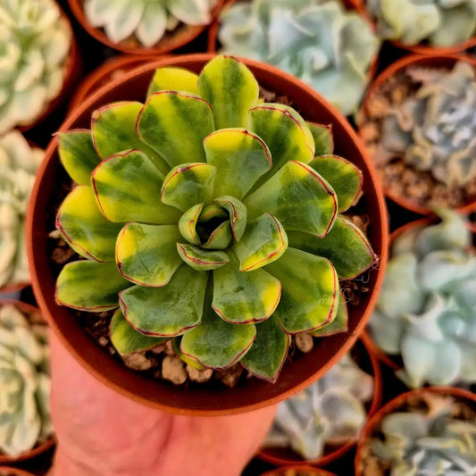 Echeveria pulidonis variegada