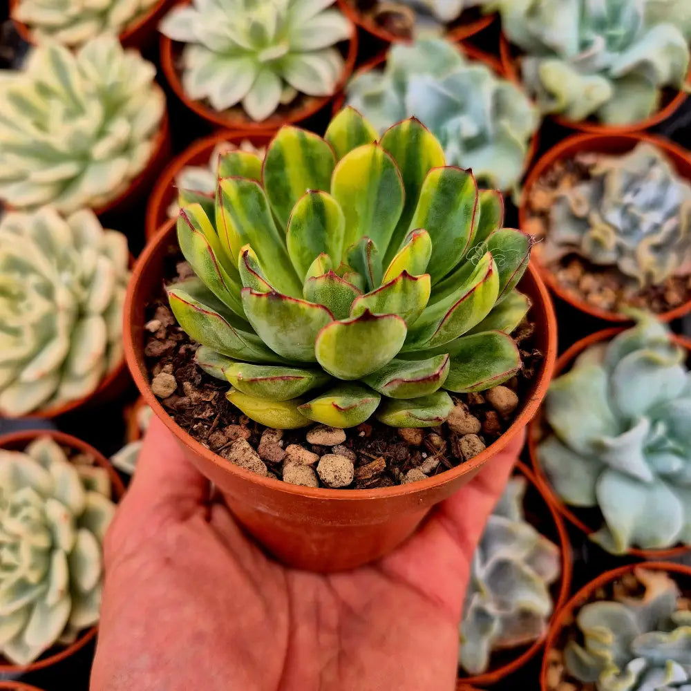 Echeveria pulidonis variegada