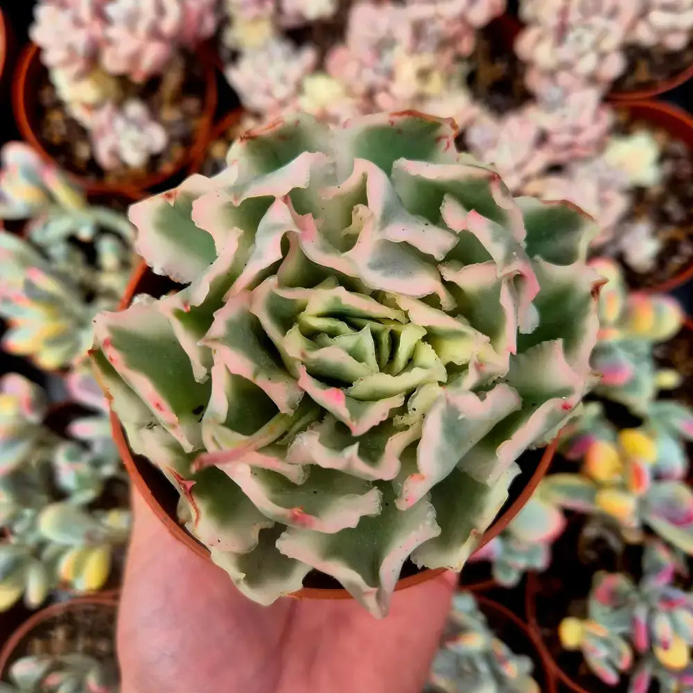 Echeveria ’Purple Butterfly’ variegada