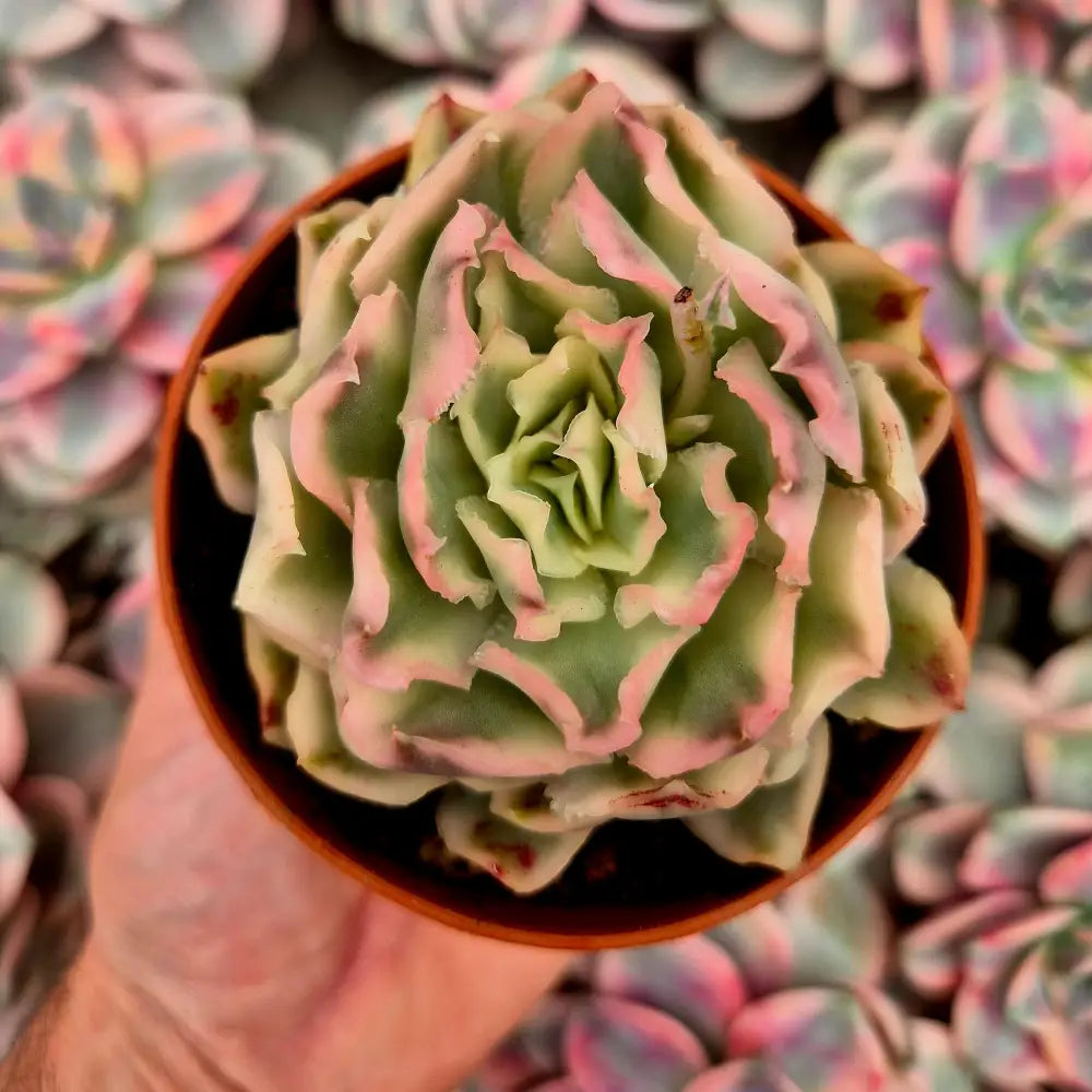 Echeveria ’Purple Butterfly’ variegada