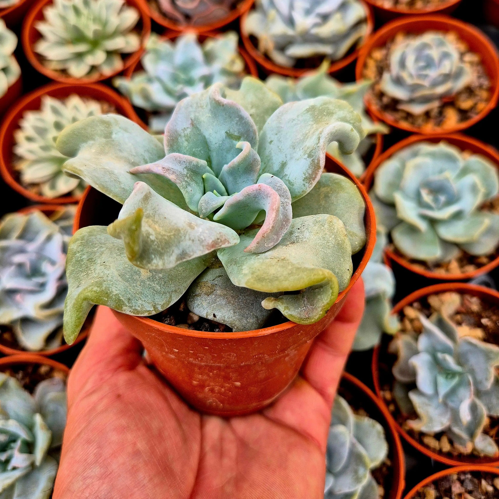Echeveria ’Queen Crown’