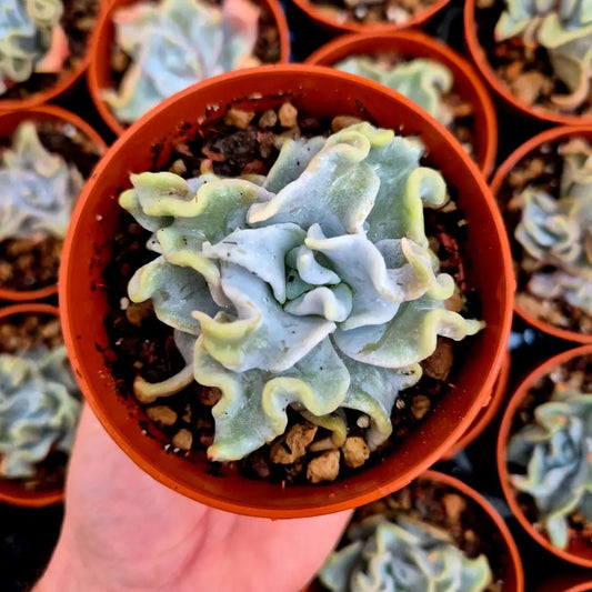 Echeveria ’Queen Crown’