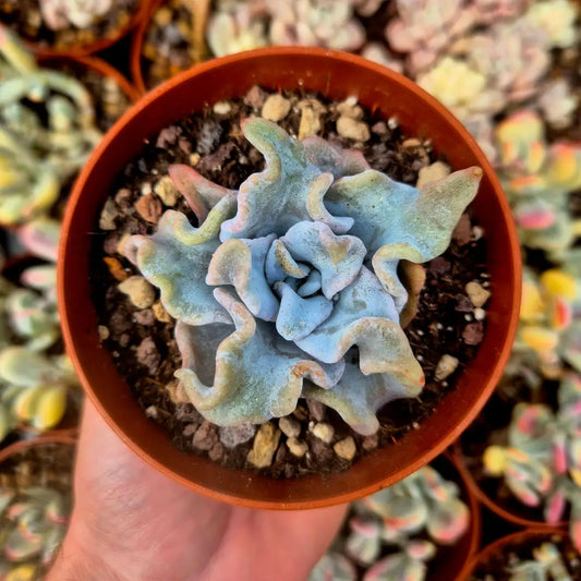 Echeveria ’Queen Crown’