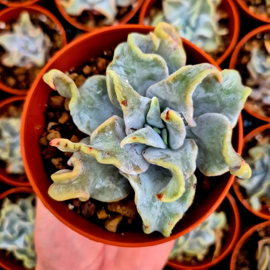 Echeveria ’Queen Crown’