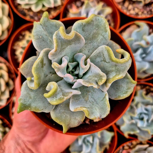 Echeveria ’Queen Crown’