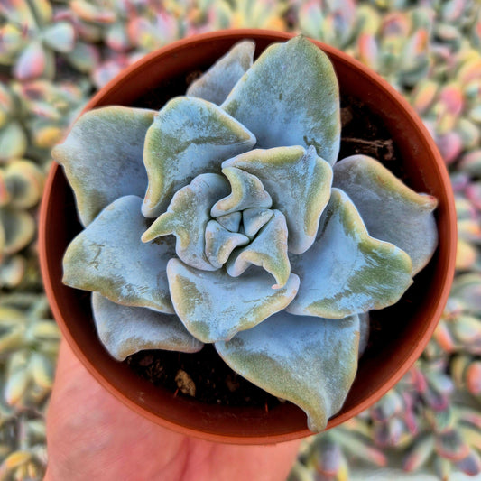Echeveria ’Queen Crown’