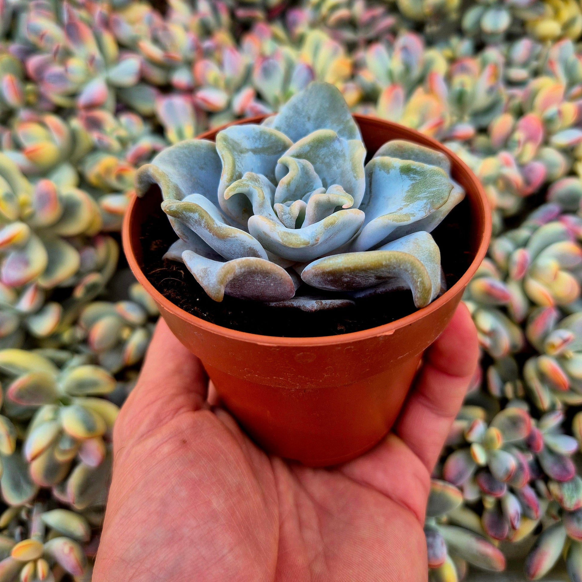 Echeveria ’Queen Crown’