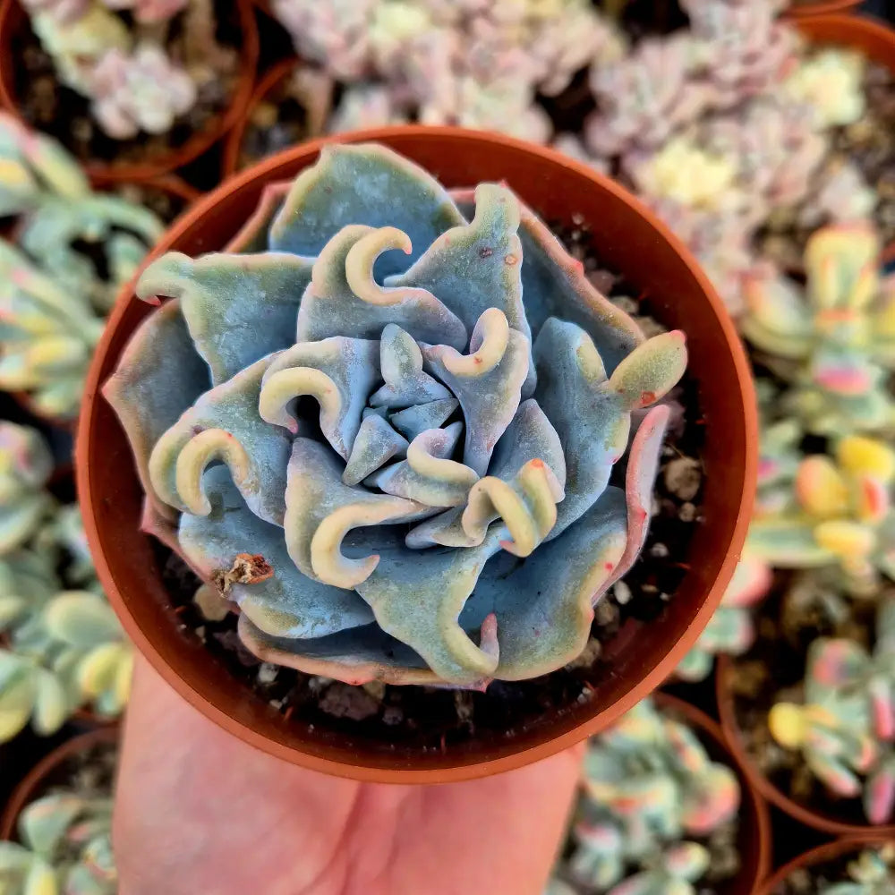 Echeveria ’Queen Crown’