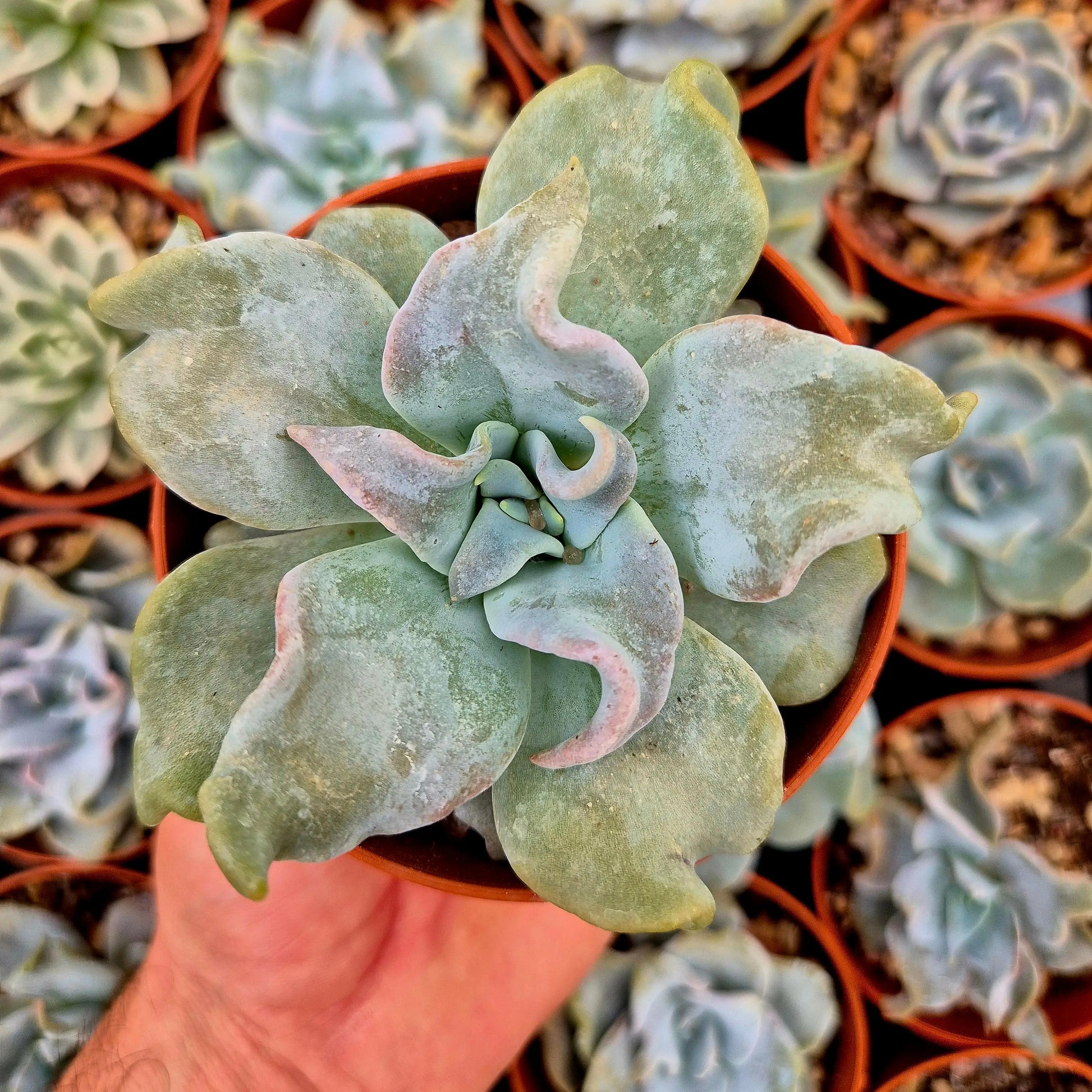 Echeveria ’Queen Crown’