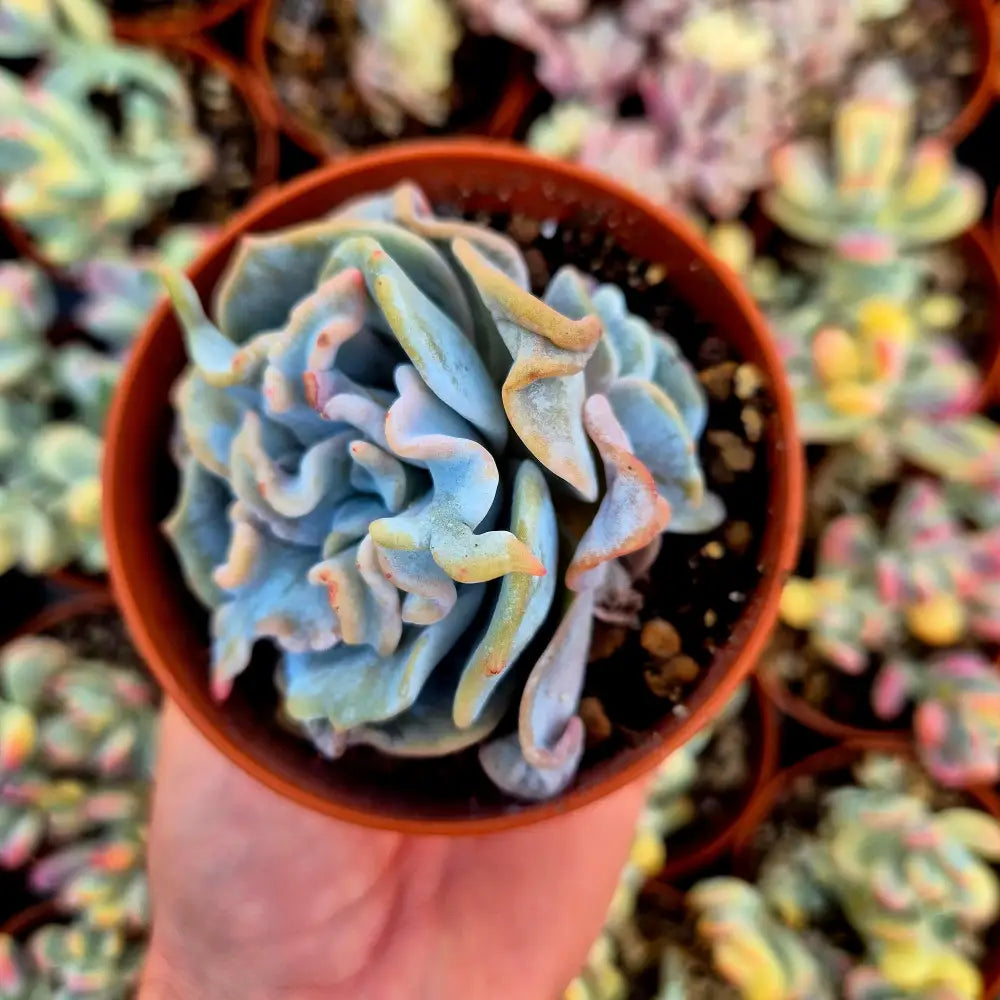 Echeveria ’Queen Crown’