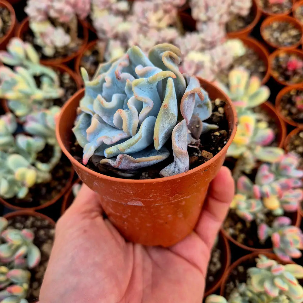 Echeveria ’Queen Crown’