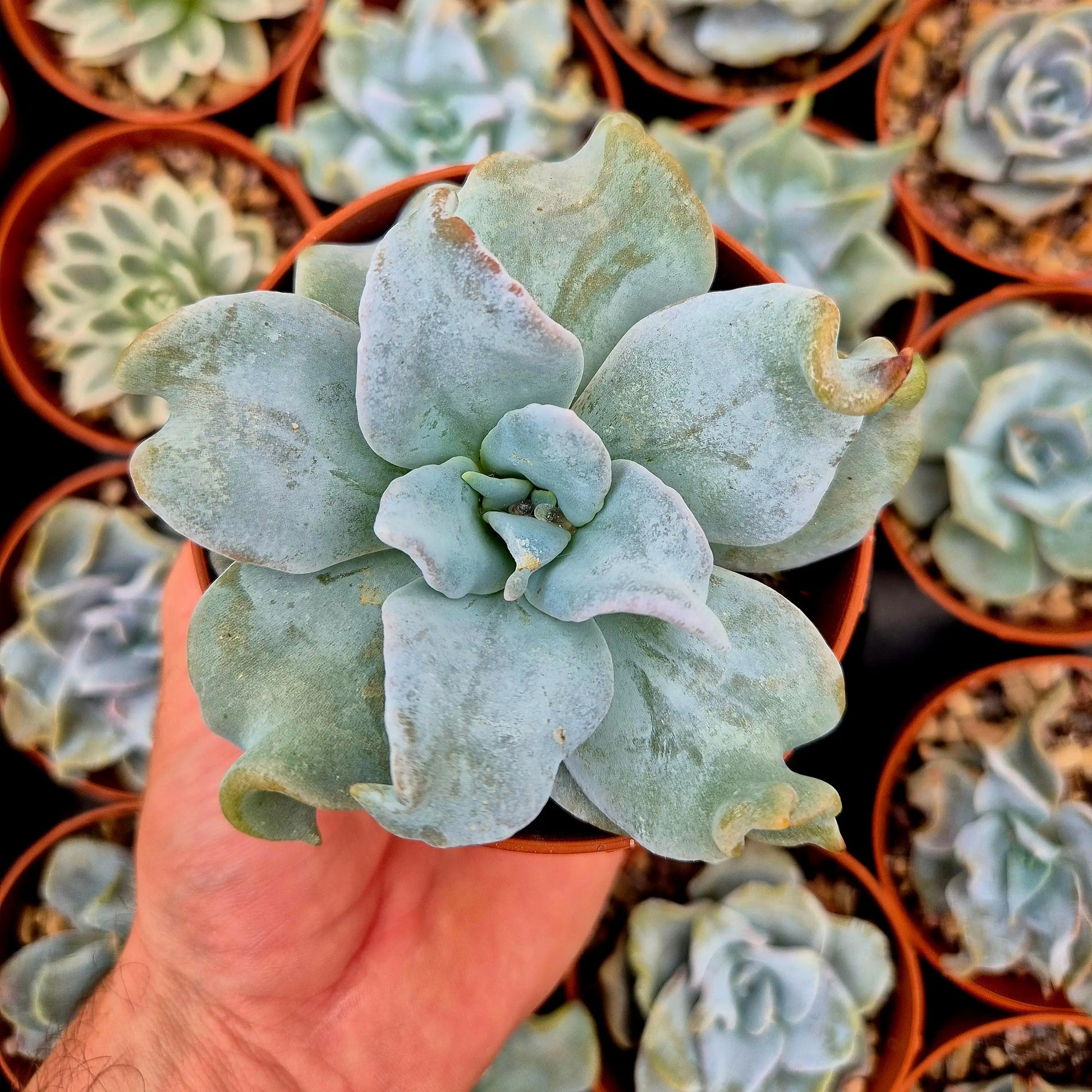 Echeveria ’Queen Crown’