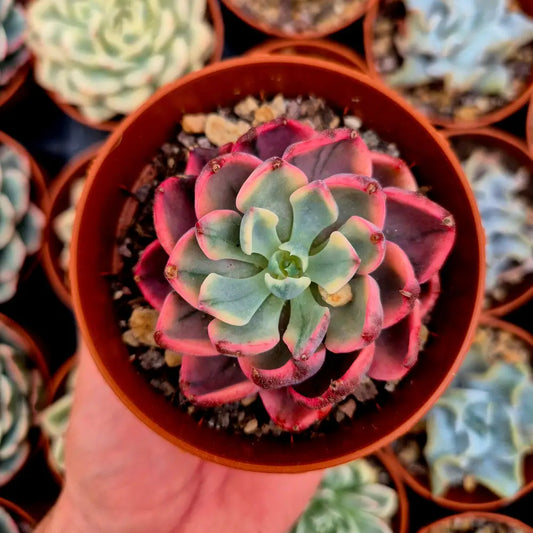 Echeveria ’Raindrops’ variegada