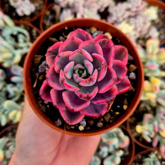 Echeveria ’Raindrops’ variegada