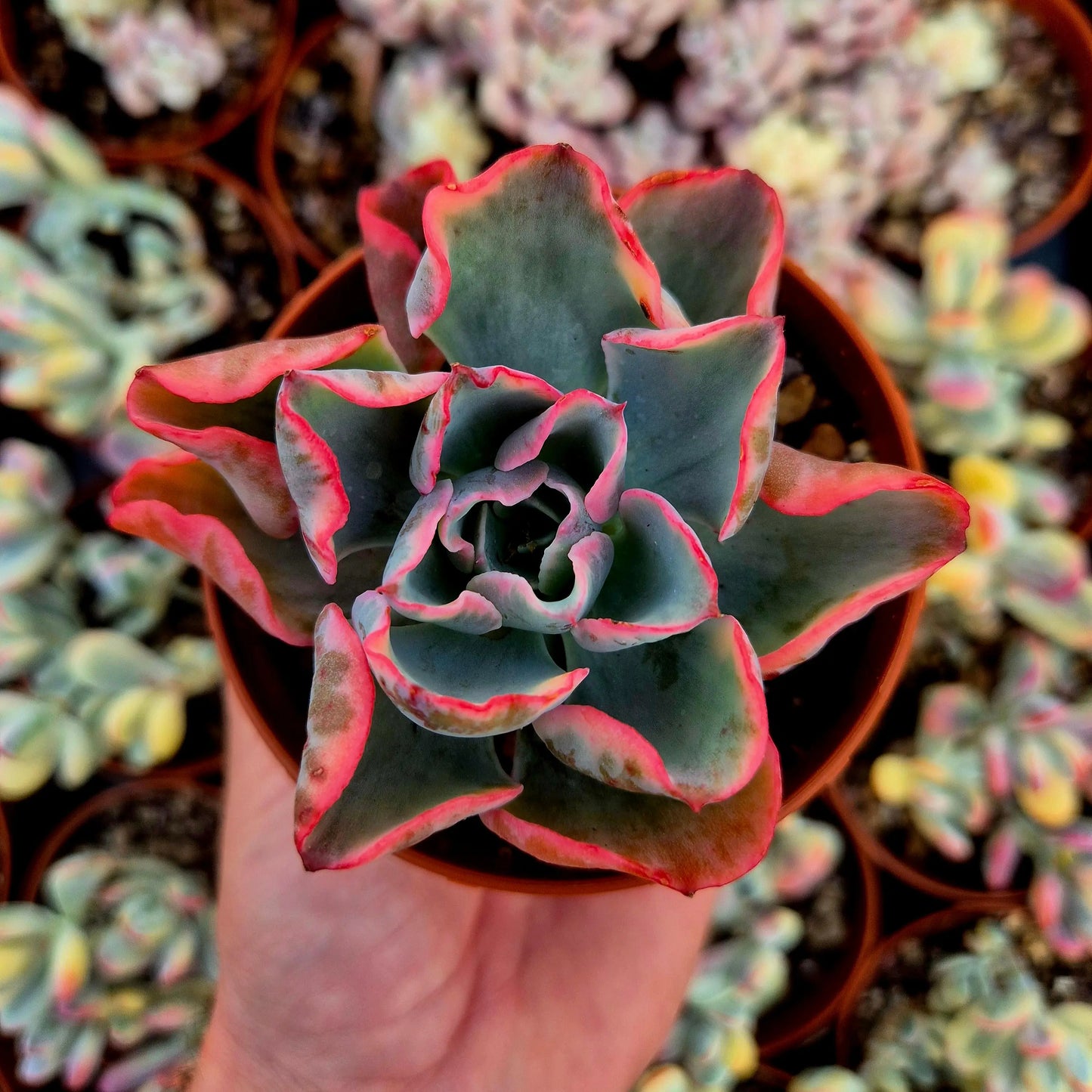 Echeveria ’Raindrops’ variegada