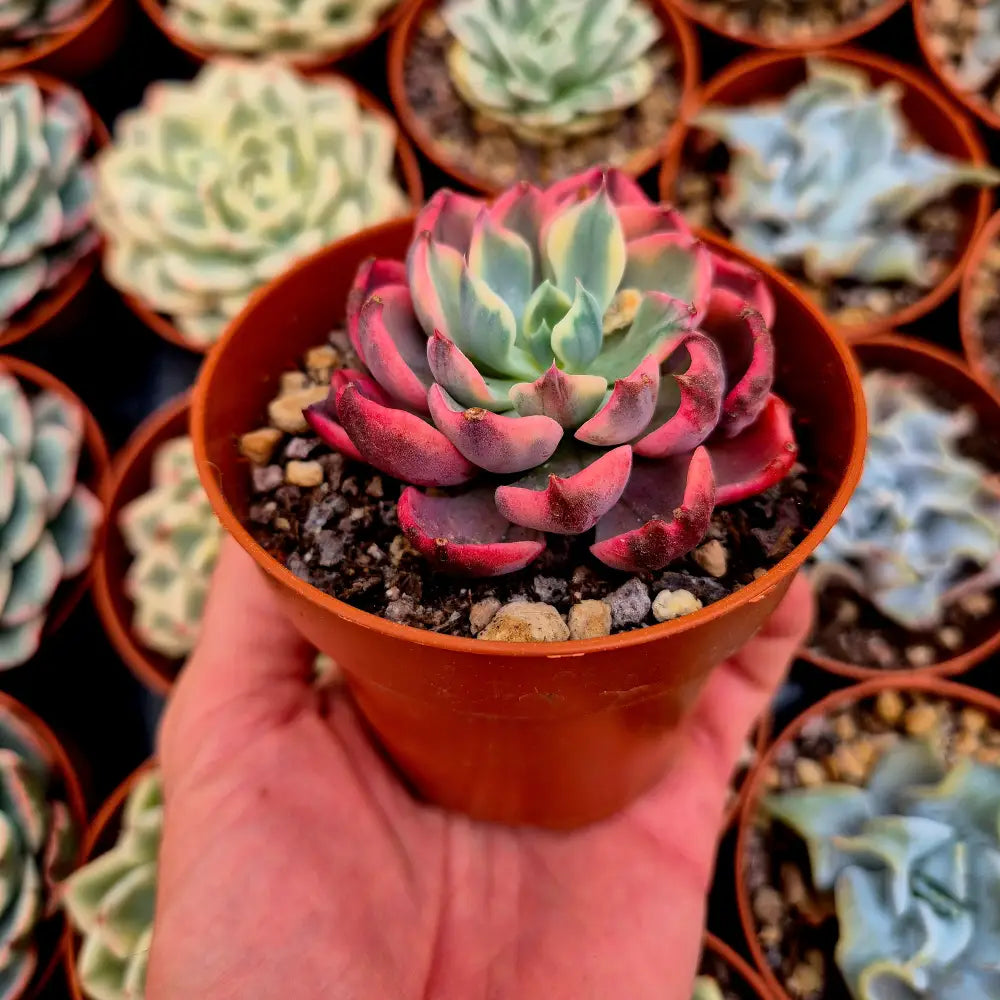 Echeveria ’Raindrops’ variegada