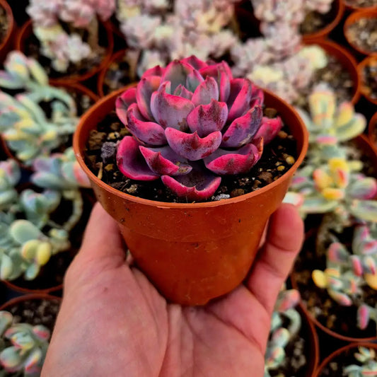 Echeveria ’Raindrops’ variegada