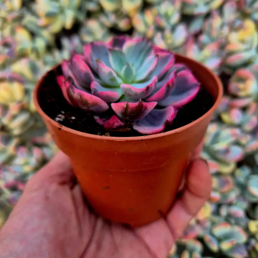 Echeveria ’Raindrops’ variegada