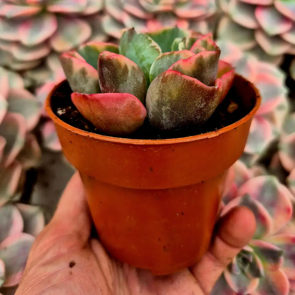 Echeveria ’Raindrops’ variegada