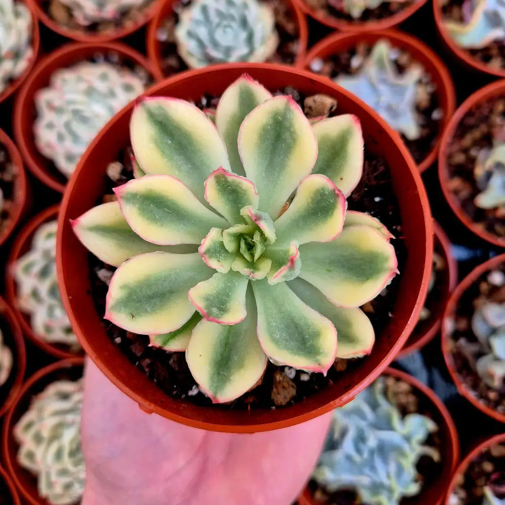 Echeveria ’Red Edge’ variegada