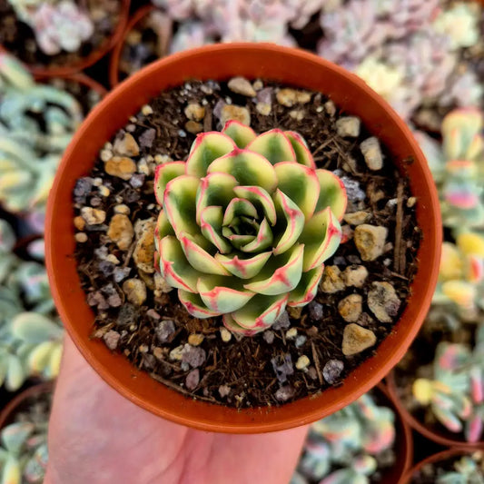 Echeveria ’Red Edge’ variegada