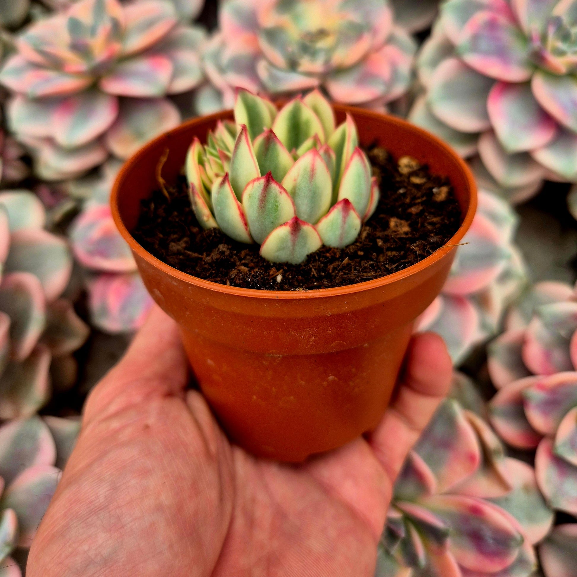 Echeveria ’Red Edge’ variegada