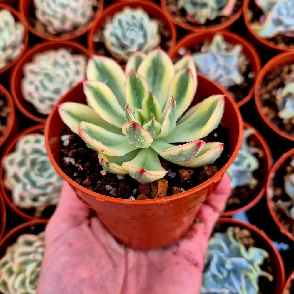 Echeveria ’Red Edge’ variegada