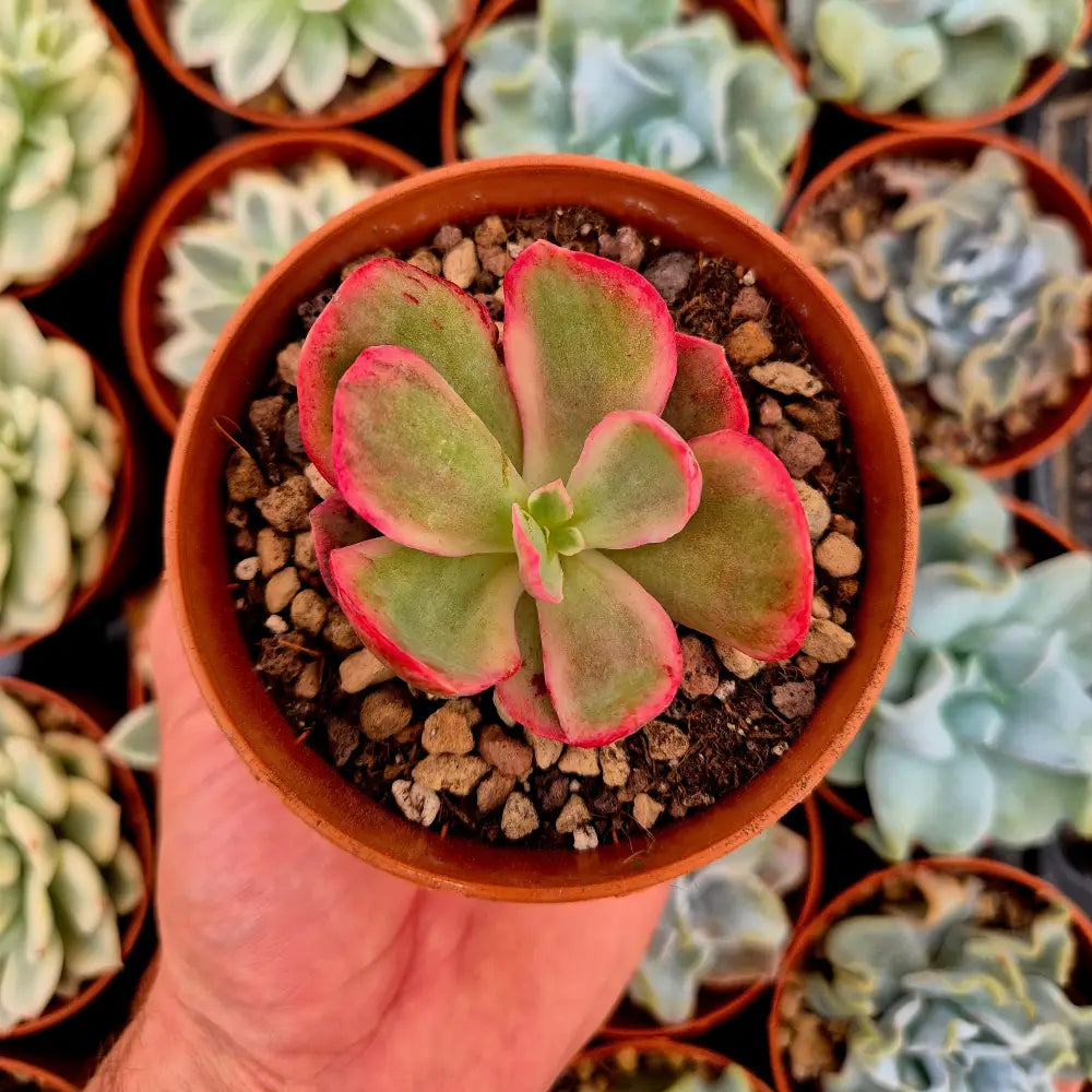 Echeveria ’Red Suyon’ variegada
