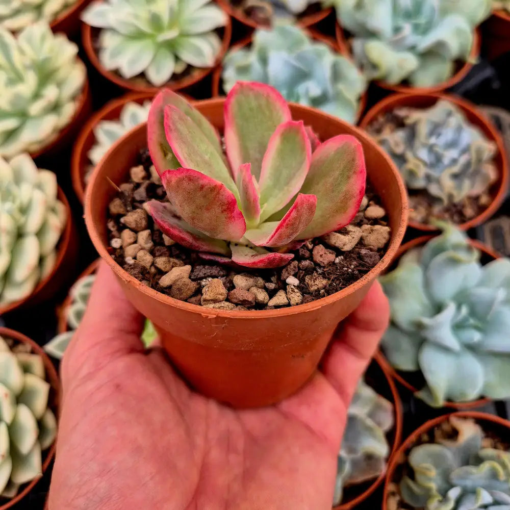 Echeveria ’Red Suyon’ variegada