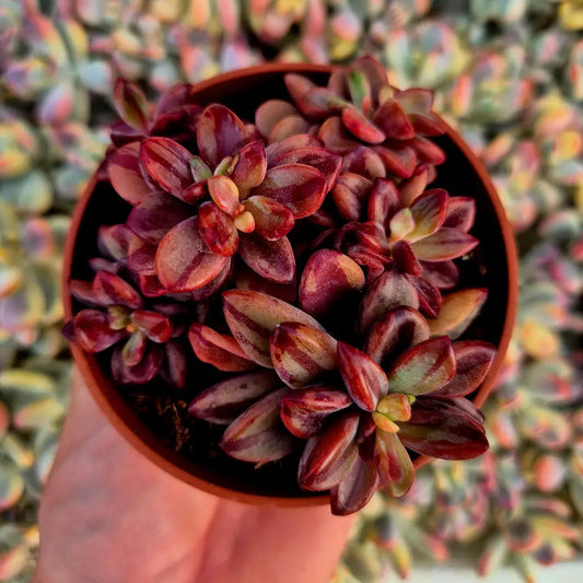 Echeveria ’Rezry’ variegada