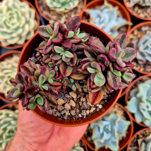 Echeveria ’Rezry’ variegada