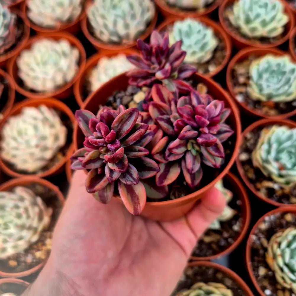 Echeveria ’Rezry’ variegada