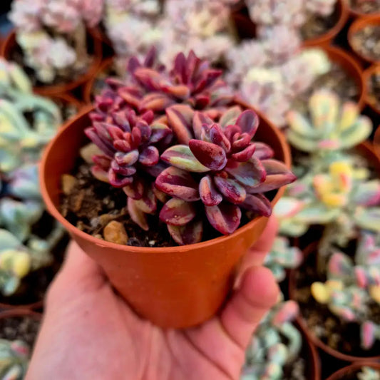 Echeveria ’Rezry’ variegada