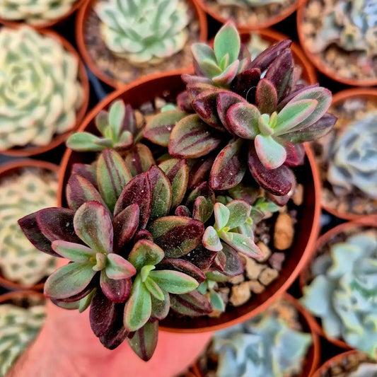 Echeveria ’Rezry’ variegada