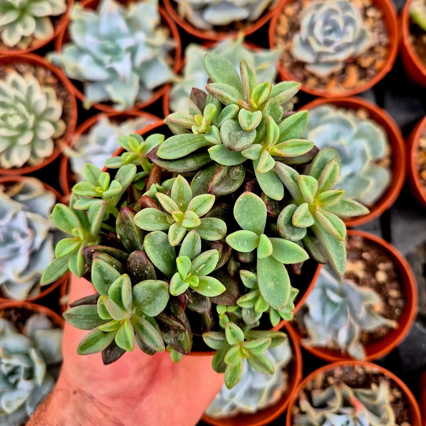 Echeveria ’Rezry’ variegada