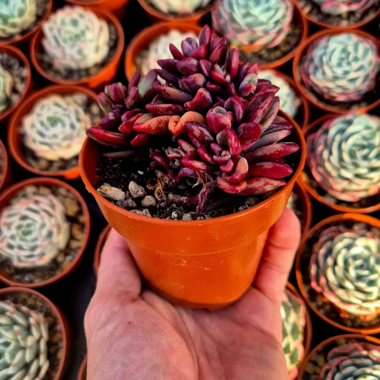 Echeveria ’Rezry’ variegada