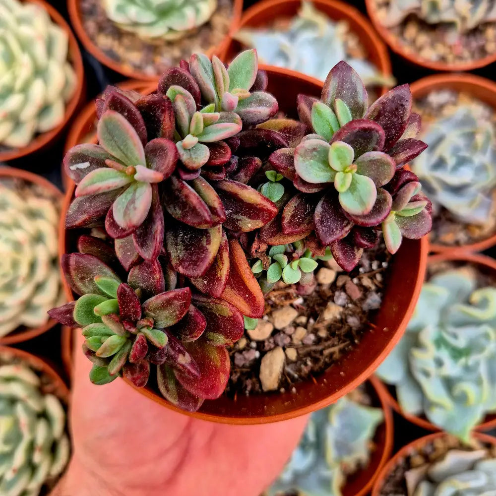 Echeveria ’Rezry’ variegada