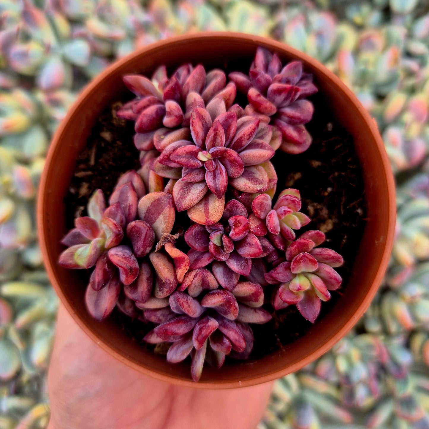 Echeveria ’Rezry’ variegada