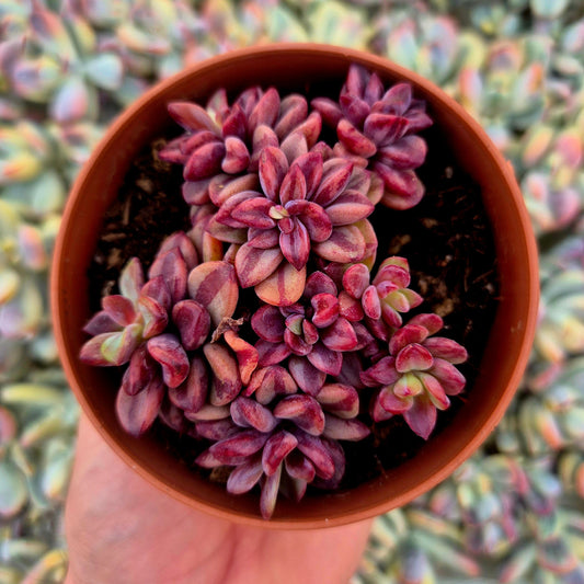 Echeveria ’Rezry’ variegada