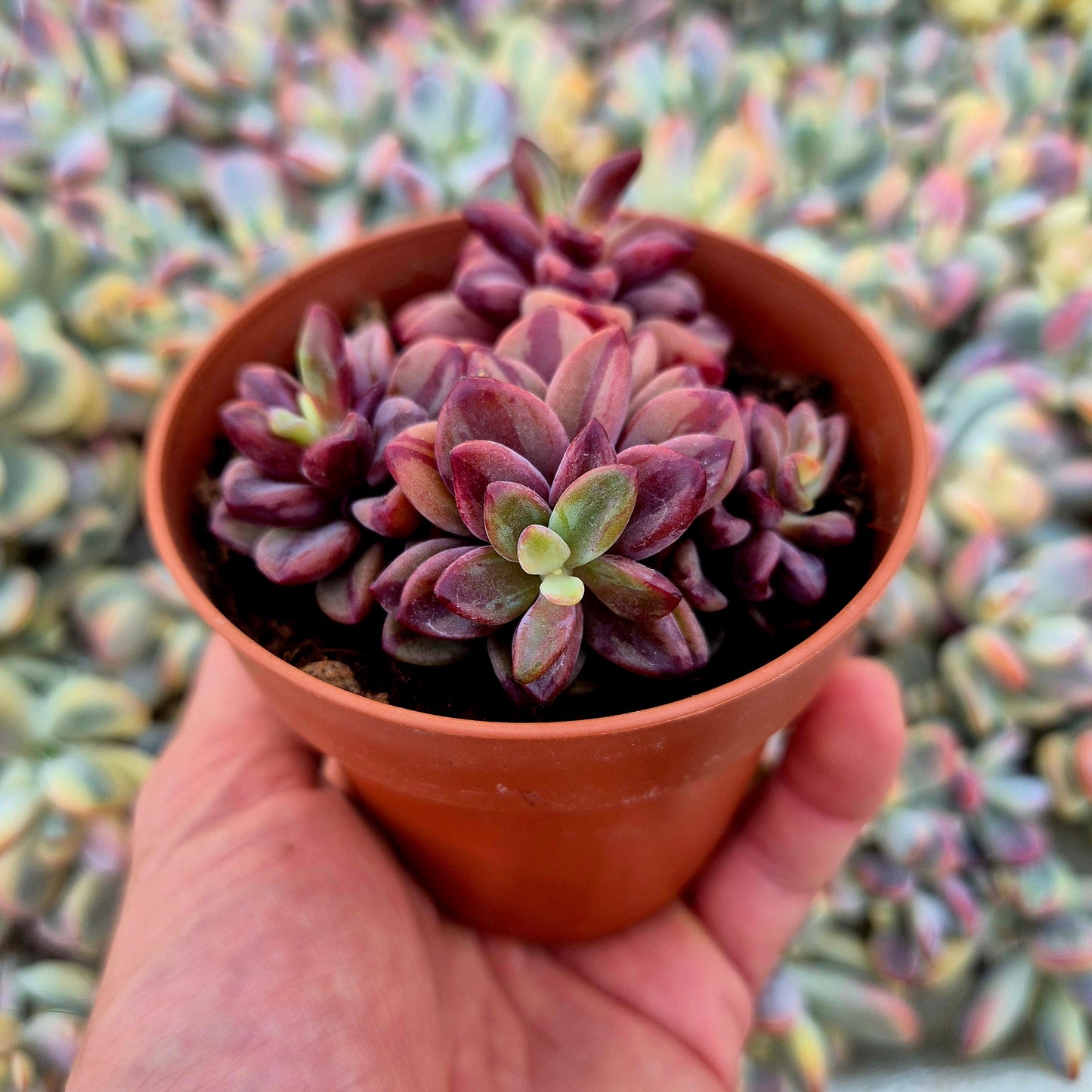 Echeveria ’Rezry’ variegada