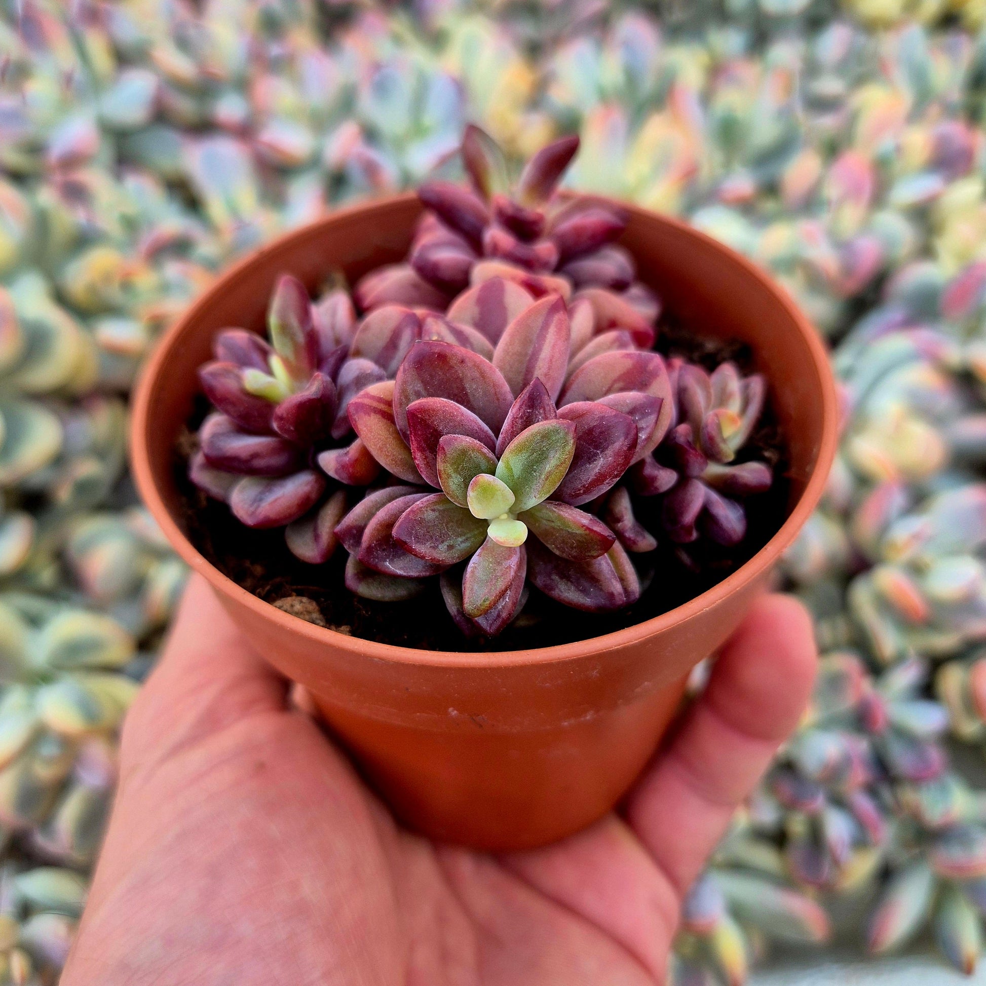Echeveria ’Rezry’ variegada
