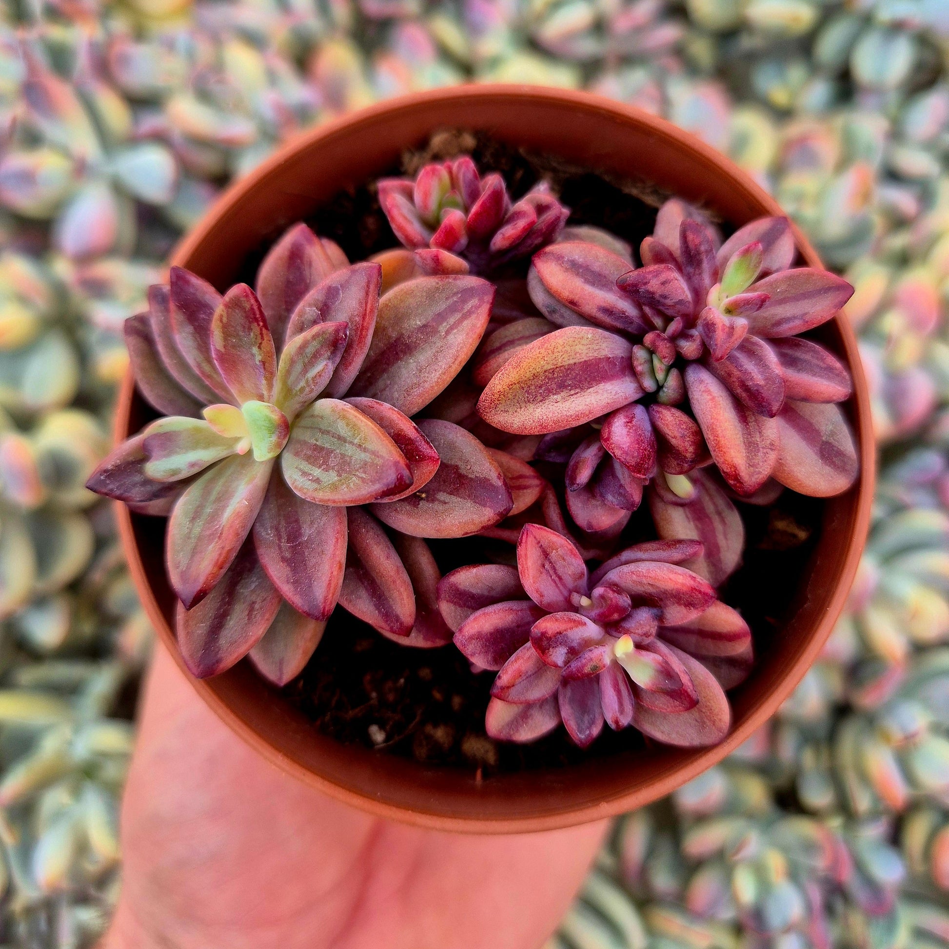 Echeveria ’Rezry’ variegada