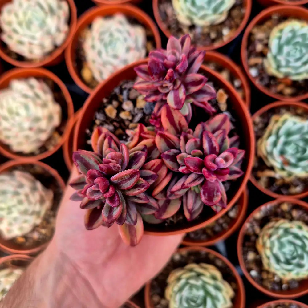 Echeveria ’Rezry’ variegada
