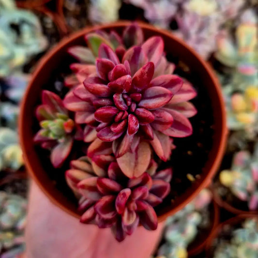 Echeveria ’Rezry’ variegada