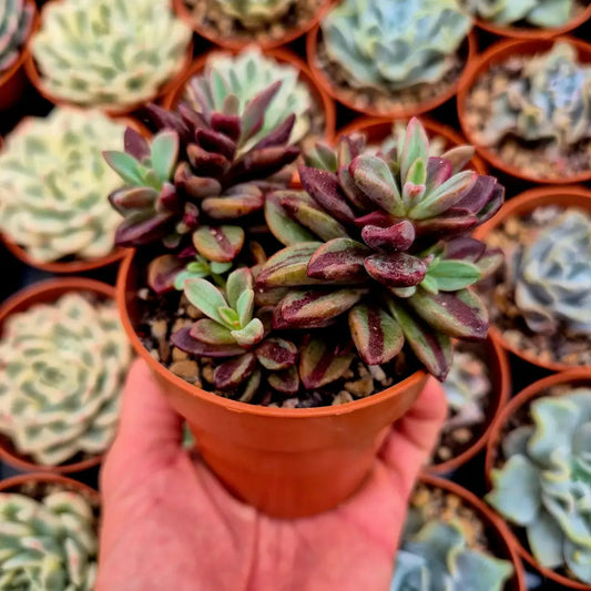 Echeveria ’Rezry’ variegada